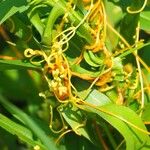 Cuscuta pentagona 葉
