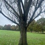 Populus alba Plante entière