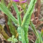 Limonium sinuatum Bark