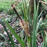 Carex acutiformisFruto