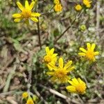 Senecio vernalis Цвят