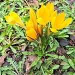 Crocus chrysanthus Συνήθη χαρακτηριστικά