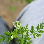 Chaerophyllum tainturieri Лист