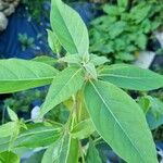 Lophostemon confertus Blad