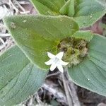 Richardia brasiliensis Flower