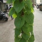 Tinospora crispa Hoja