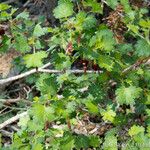 Ribes roezlii Habit