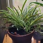 Chlorophytum capenseLehti