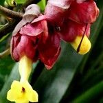 Drymonia coccinea Flower