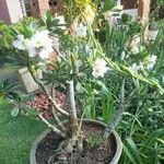 Adenium obesumKvět