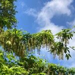 Acer cissifolium Hábito
