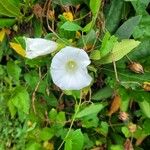 Convolvulus sepium Žiedas