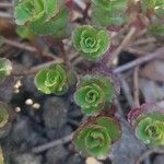 Sedum spurium 叶