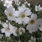 Cerastium tomentosum Fleur
