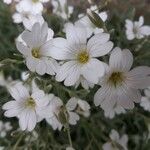 Cerastium tomentosum Λουλούδι