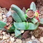 Glottiphyllum oligocarpum Celota