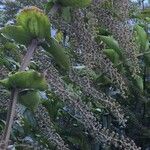 Coriaria ruscifolia Tervik taim