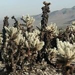 Cylindropuntia bigelovii Leaf