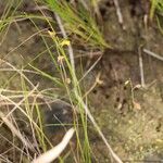 Utricularia bifida Fleur