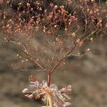 Eriogonum thomasii Habitus