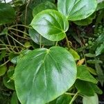 Begonia ampla Leaf
