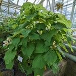 Sparrmannia africana ശീലം