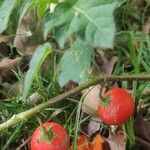 Solanum capsicoides Frukt