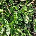 Prunella vulgaris Blatt