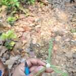 Cyperus mindorensis फूल