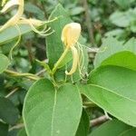 Lonicera japonicaFlor