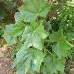 Lavatera arborea Leaf