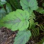 Rubus alceifolius Levél