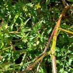 Ludwigia hyssopifolia Bark