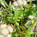 Antennaria carpatica 花