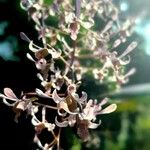 Epidendrum atacazoicum फूल