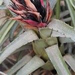 Aechmea recurvata Folha