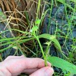 Caperonia castaneifolia Fruct