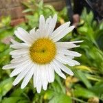 Leucanthemum maximumCvet