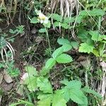 Fragaria moschata Habit