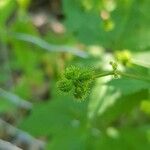 Sanicula canadensis Fruit