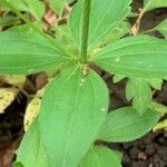 Asperula taurina Lehti