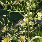 Lactuca canadensisFlower