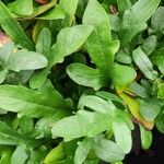 Prunella grandiflora 葉