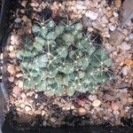 Coryphantha macromeris List