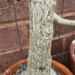 Cibirhiza albersiana