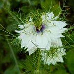 Nigella sativa ফুল