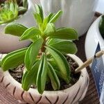 Peperomia dolabriformis Liść