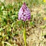 Anacamptis pyramidalisЦвят