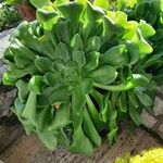 Aeonium arboreum Leaf