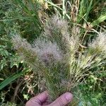 Andropogon bicornis Fruit